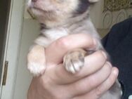 Lang Haar Chihuahua Welpen reinrassig, Typvoll - Hannover Mitte