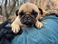 Mops Mädchen, 2 Jahre - Kappeln (Schleswig-Holstein)