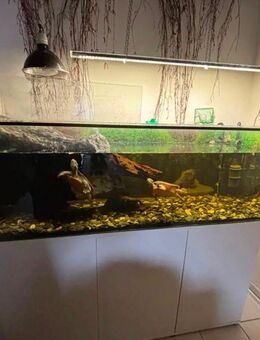 Rotbauchspitzkopf Wasserschildkröte - Rauenberg