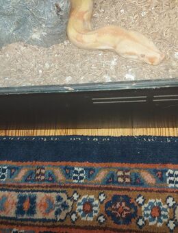 1,1 Boa Constrictor Sunglow - Berlin Treptow-Köpenick