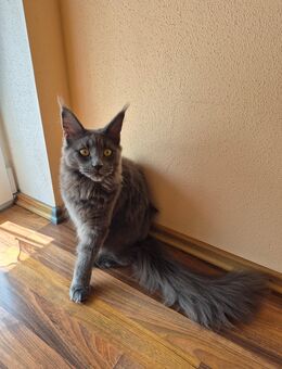 Main Coon Dame - Treuchtlingen
