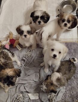 Mischlingswelpen klein bleibend - Velbert