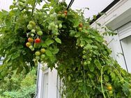 + Provisionsfrei + Hausbesichtigung am 01.06.25 - Wandlitz