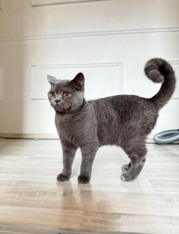 British kurzhaar Hauskatze - Gelsenkirchen Bismarck