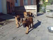 Malinois Welpen zu verkaufen 12 Wochen alt - Hohenmocker