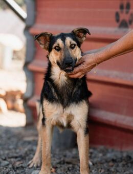 Junger SchäferhundMix KEET sucht sein Zuhause - Reischach