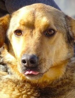 RENZO sucht Familienanschluss - Gefrees