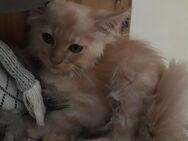 Maine Coon reinrassige Kitten 100 % zum Liebhaben! - Hambühren