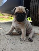 Mops Welpen Beige in 28239