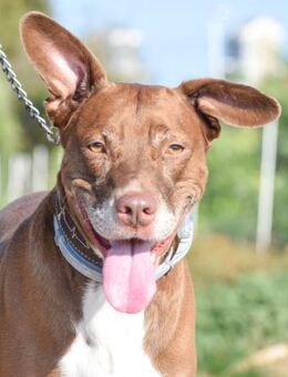 Tayron verliert alles was er liebt..... - Laatzen