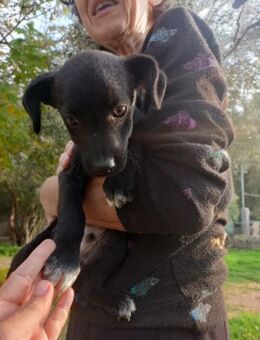 Rio freundlich und verspielt - Haan