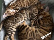 Bengalkatze Mädchen & Junge - Löhne Zentrum