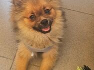 Reinrassig Zwergspitz Pomeranian - Schweinfurt
