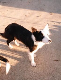 Border Collie Mix Finn - Ellerbek