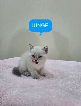 Reinrassige Kitten BKH - Nastätten