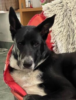 Bonnie - eine richtige Knutschmaus - Idstein