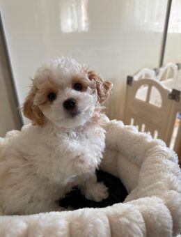 Maltipoo-Welpe sucht ein liebevolles Zuhause - Bremen