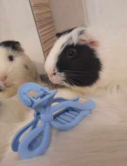 Meerschweinchen Böckchen Glatthaar 1 Jahr - Bad Bibra Altenroda