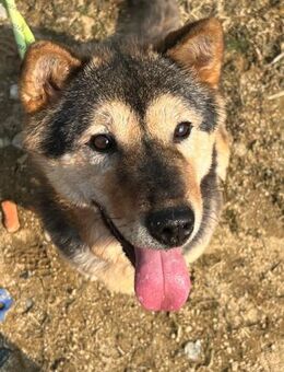 Süße Amber sucht Zuhause oder PS ♥ - Ebstorf (Klosterflecken)