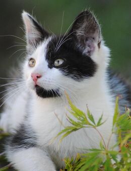Katzenbaby (Kater) - Rastow