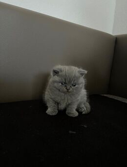 BKH Kitten 6 Wochen alt - Wuppertal