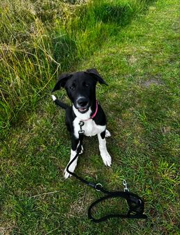 🐾 Liebevolle Familie für Labrador-Akita-Mix gesucht 🐾 - Halle (Saale)