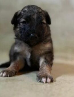 Süßer, lieber Welpe 26 B - Kallmünz