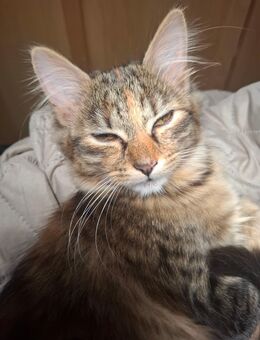 Katzen Maine Coon Mix W - Renchen