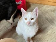 🐱 freundlicher Babykater Shiro 🐱 - Eislingen (Fils)