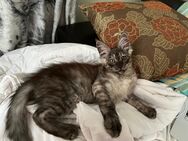 Reinrassige Maine Coon XXL Kitten- Junge in Black - Smok mit Stammbaum. - Bielefeld Zentrum