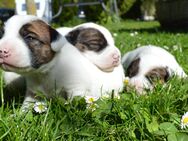 Parson Russel Terrier - Prebberede