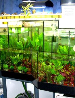 Wasserpflanzen am 19.07. und 02.08.25 reduziert ! - Lübeck