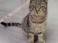 Kuschelkater *Griutu* - Rambin