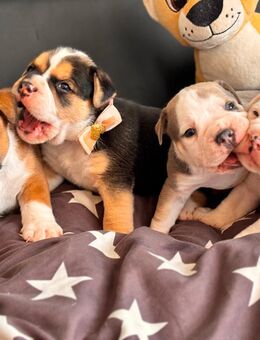 Old englisch Bulldog - Schwanebeck