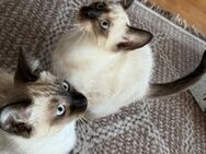 Liebenswerte Siam Kätzchen suchen ein neues Zuhause! - Hemmingen (Baden-Württemberg)