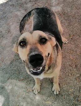 Manelik sucht ganz dringend ein Zuhause - Laatzen