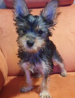 Drei kleine Yorki Mixe suchen ihr Glück - Schmitten