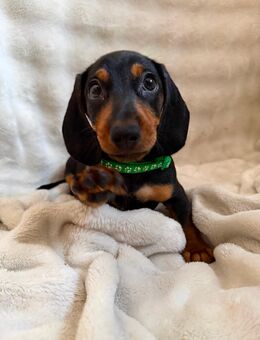 Dackelwelpen 8 Wochen geimpft, gechipt & gesund - Hettingen