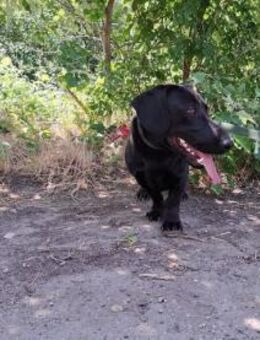 Matteo, aufgeweckter Hundejunge, ca. 9 M - Vaterstetten