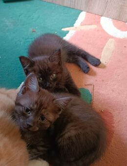 Zuckersüße Maine Coon Mix Kitten - Grabenstätt
