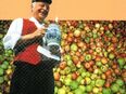 Geschichte nach Themen "Landschaft Dreieich" - Blätter für Heimatforschung, 2001 in 60598