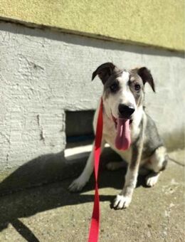 GOLO - hübscher Hunde-Bub sucht...... - Kempen