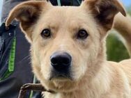 MARLEY hofft auf ein eigenes Zuhause - Gefrees