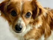 Tolle Papillon/Chihuahuamixhündin sucht# - Essen