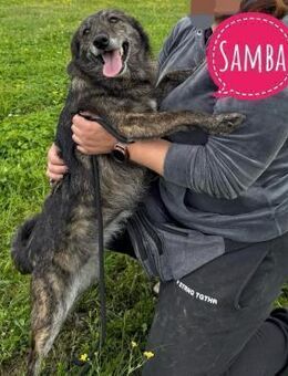 Samba die gutmütigste im Tierheim - Flörsheim-Dalsheim