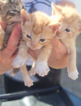 Kleine Bunte Katzenkinder - Staßfurt