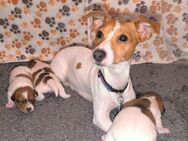 Jack Russell Terrier Weibchen ab dem 1.03.25 suchen neue zu Hause - Herzogenrath