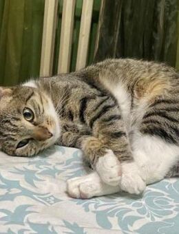 💖Charmeur Tusker sucht Anschluss💖 - Eislingen (Fils)
