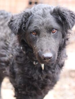 Missy 💗 lebhafte, so treue Mix-Dame! - Hamburg