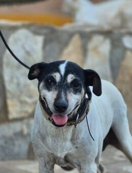 Mari sucht ein ruhiges Zuhause - Berlin